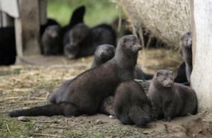 what-are-3d-mink-lashes-mink